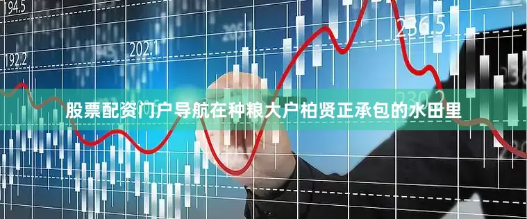 股票配资门户导航在种粮大户柏贤正承包的水田里